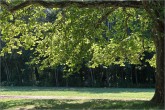 Laxenburg  21.08.10_007